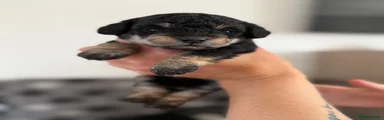 Jackapoo 2