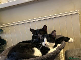 Mixed Breed cats Beautiful black&white male kitten needs a home. - Advert 6