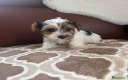 Mixed Breed dogs for sale: Yorkshire terrier/Jack Russell - Image 34