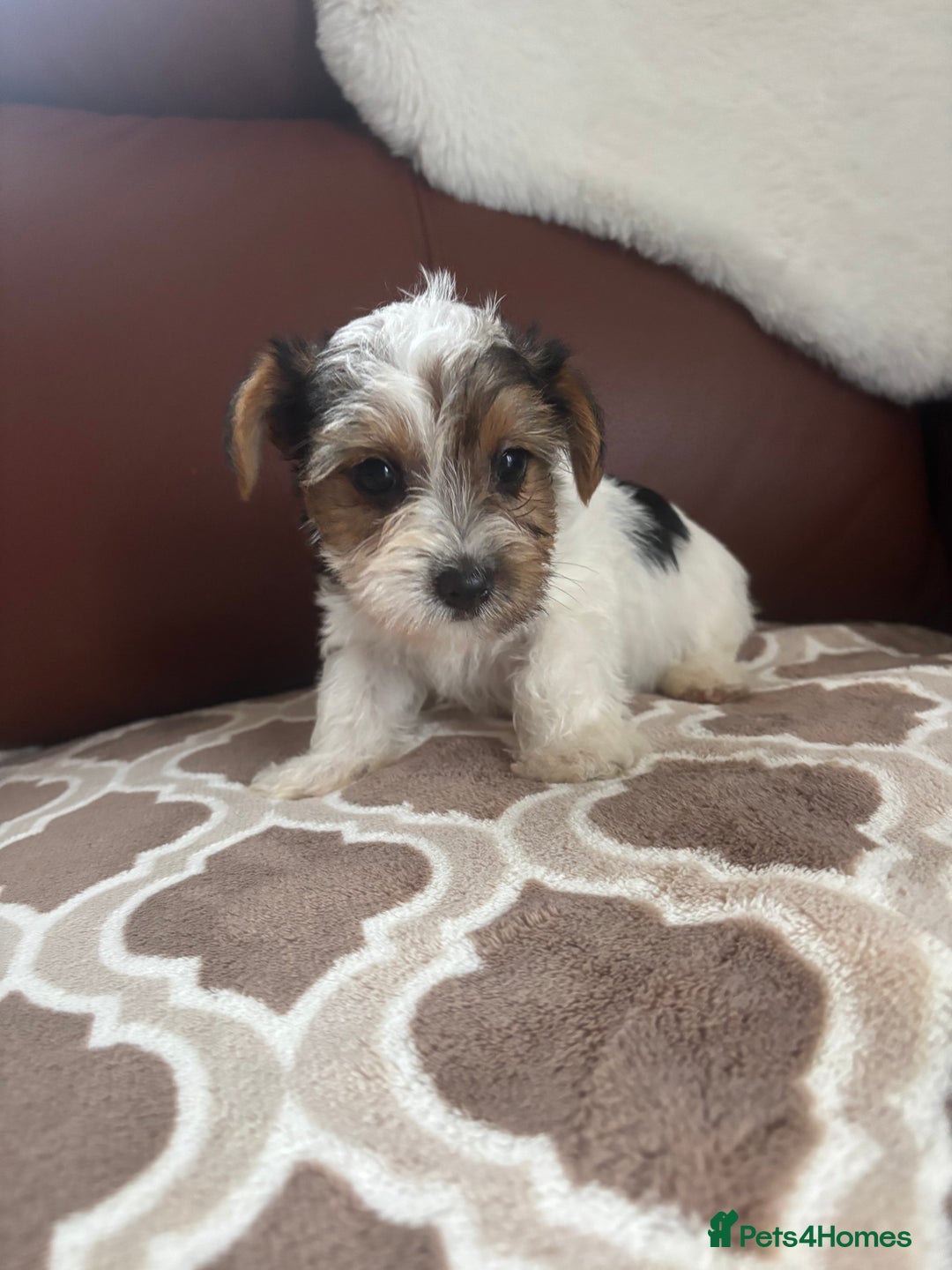 Mixed Breed dogs for sale: Yorkshire terrier/Jack Russell - Image 34