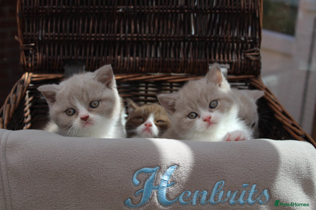 British Shorthair cats for sale: Champion Parents - Bi Colour  British Shorthair  - Image 5