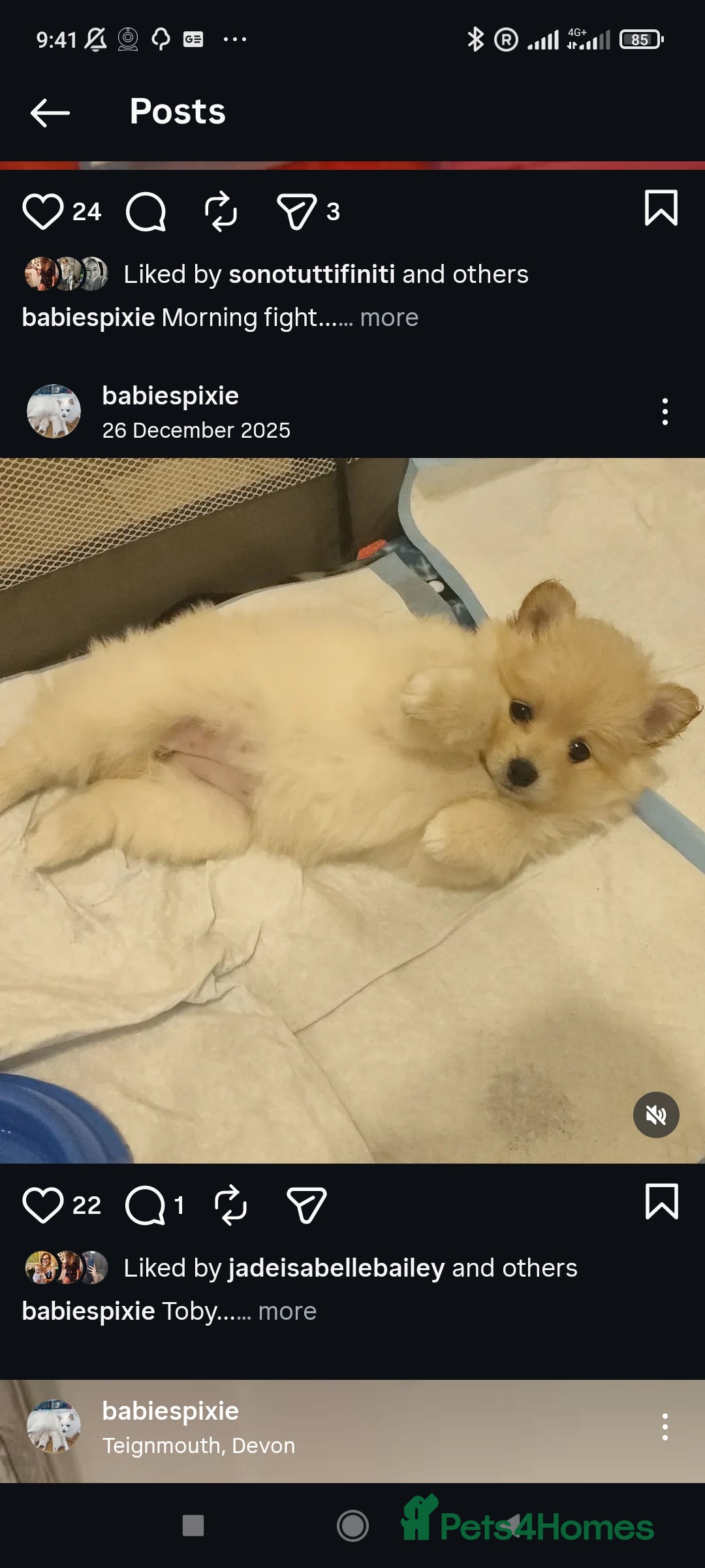 German Spitz dogs for sale: Unique female Spitz puppy available now - Advert 27