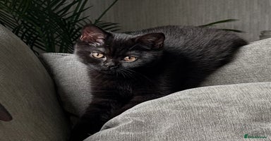 British Shorthair cats - Advert 10