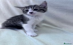 Mixed Breed cats for sale: Cute kittens looking for nice home  - Image 17