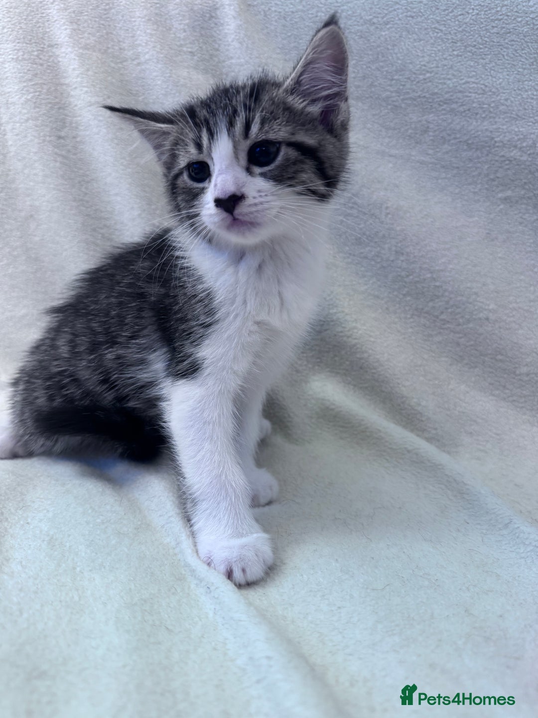 Mixed Breed cats for sale: Cute kittens looking for nice home  - Image 17
