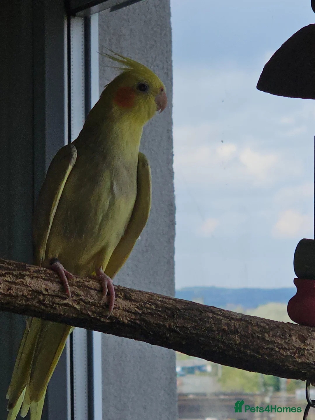 Cockatiels birds for sale: Cockatiel in Wigan - Advert 2