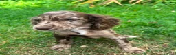 Cocker Spaniel dogs for sale: Cocker spaniel puppies  in ELY - Advert 6