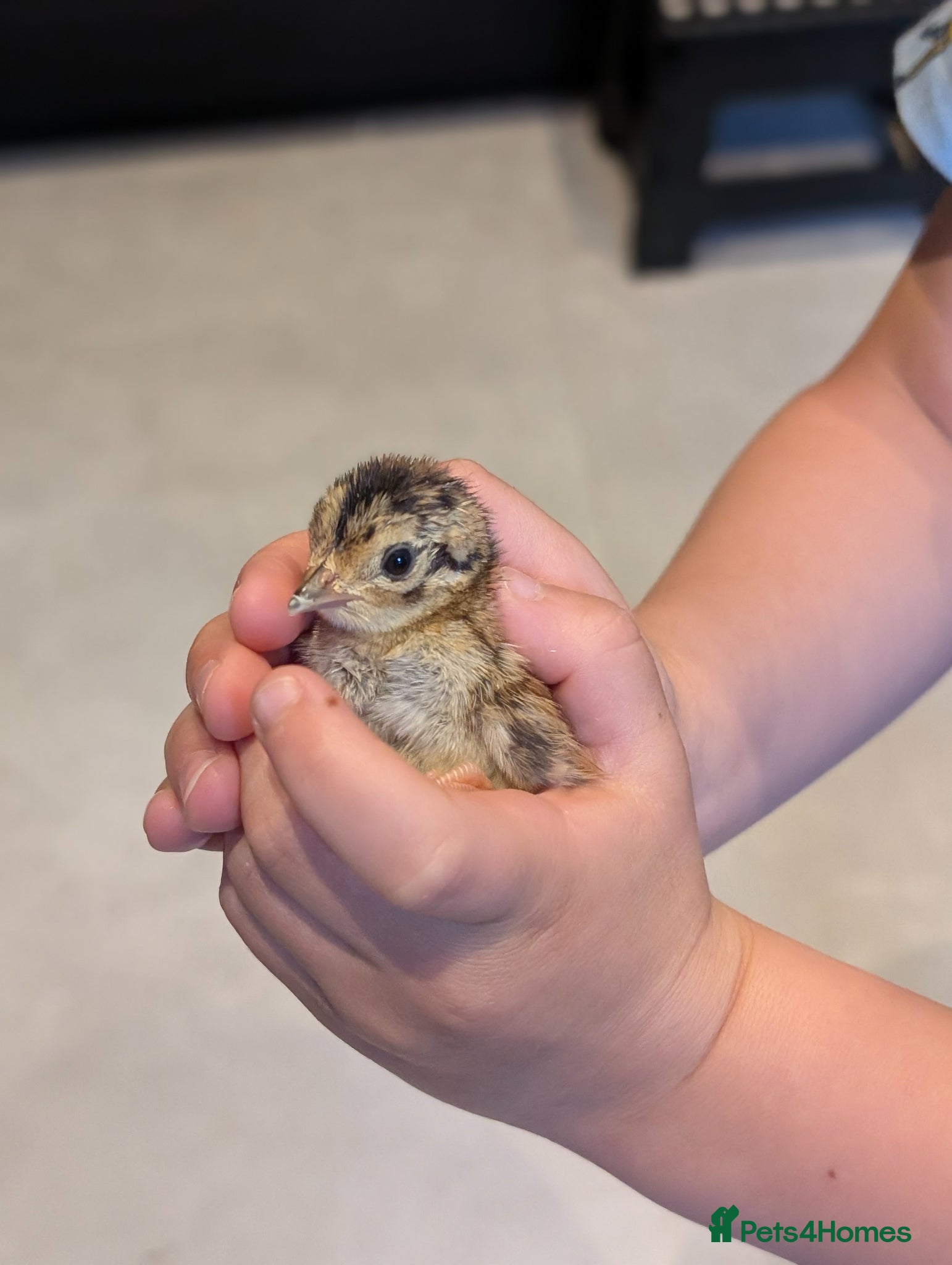 Pheasants poultry for sale: Pheasant chicks hand reared - Advert 1