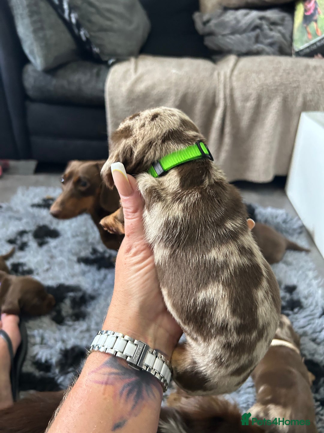 Miniature Dachshund dogs for sale: Chocolate Tan/dapple Miniature Dachsund - Image 25