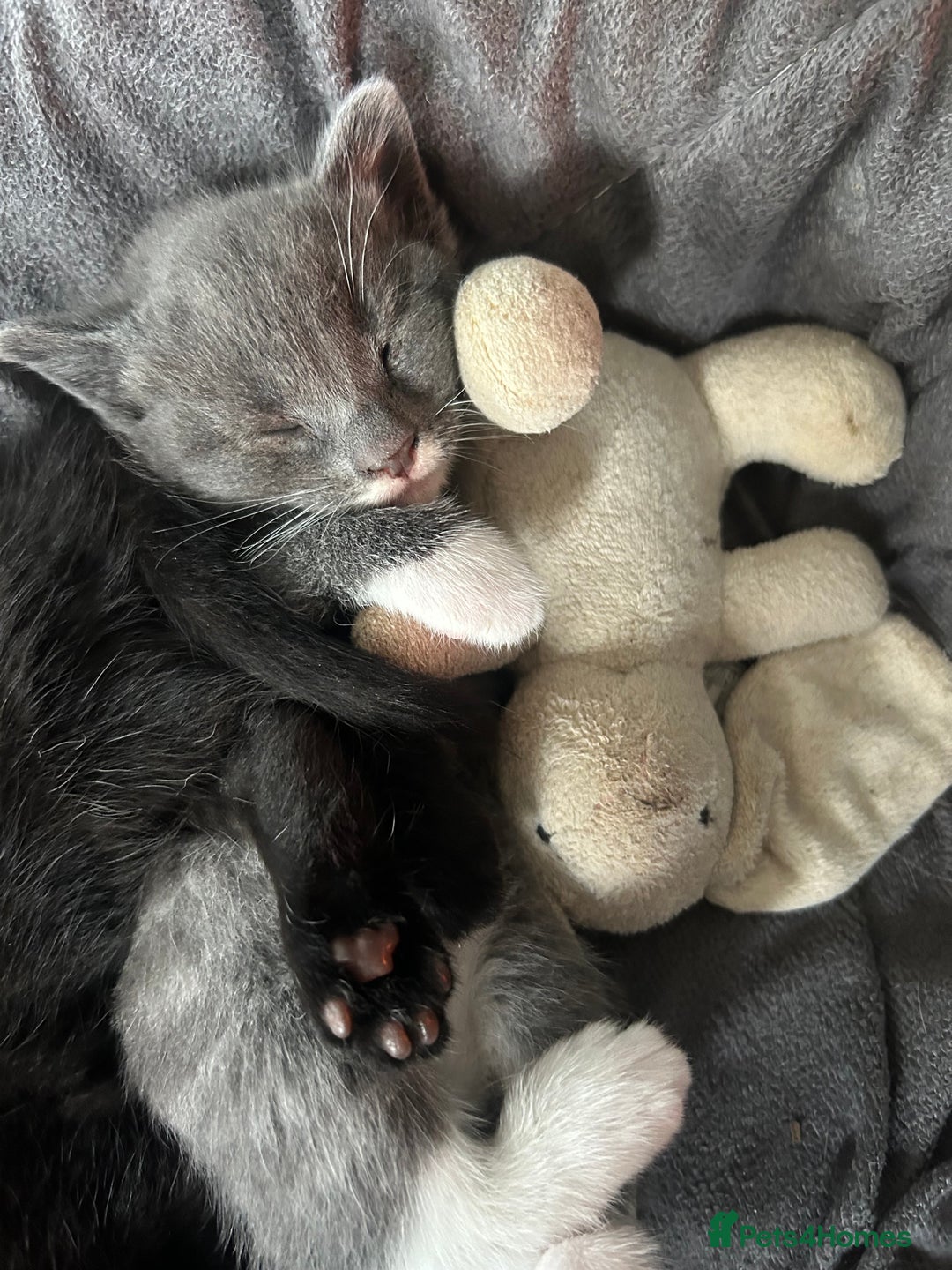 Mixed Breed cats for sale: 🥰 Beautiful kittens 🥰 - Image 11