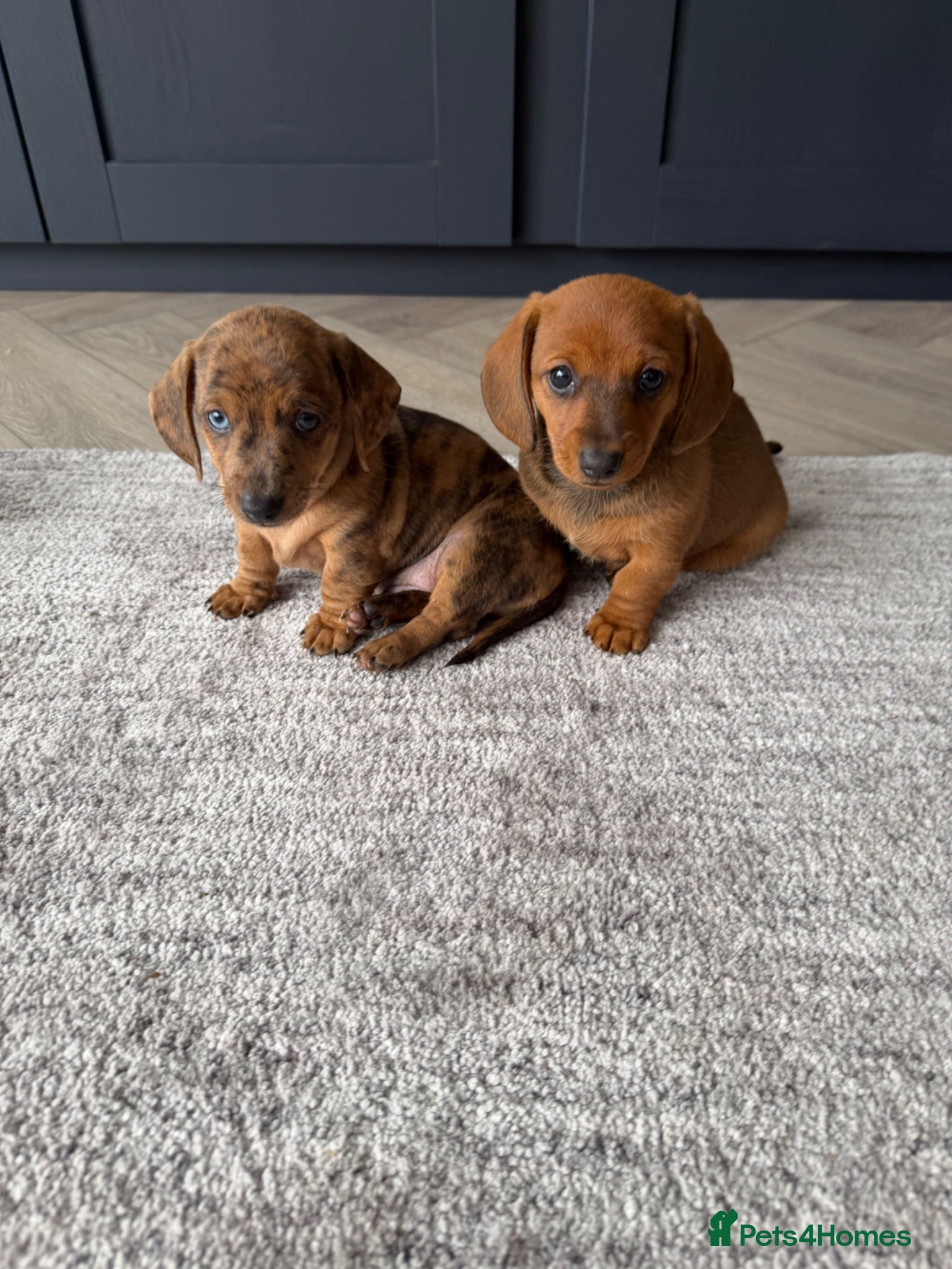 Miniature Dachshund dogs Gorgeous Miniature Daschund puppies - 2 remaining - Advert 10