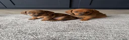Miniature Dachshund dogs for sale: Gorgeous Miniature Daschund puppies in Hornchurch - Advert 4