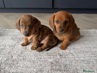 Miniature Dachshund dogs Gorgeous Miniature Daschund puppies - 2 remaining - Advert 1
