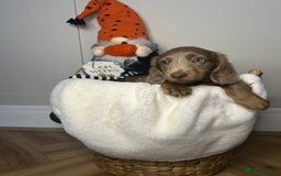 Miniature Dachshund dogs for sale: 🤍🐾 STUNNING DAPPLE BOY READY TO GO 🐾🤍 - Image 14