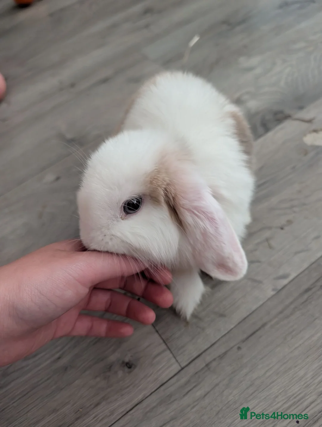 Mini Lop rabbits for sale: Female baby mini lops for sale in Warrington - Advert 2