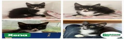 Mixed Breed cats for adoption: Xena - sweet girl in Liverpool - Advert 1