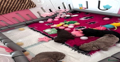Shih Tzu dogs - Advert 12