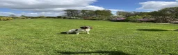 English Springer Spaniel dogs for sale: 2YR KC Registered Working English Springer spaniel - Advert 4