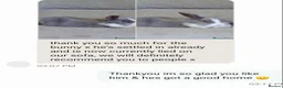 Angora rabbits for sale: Teddywidder bunnies - Advert 6