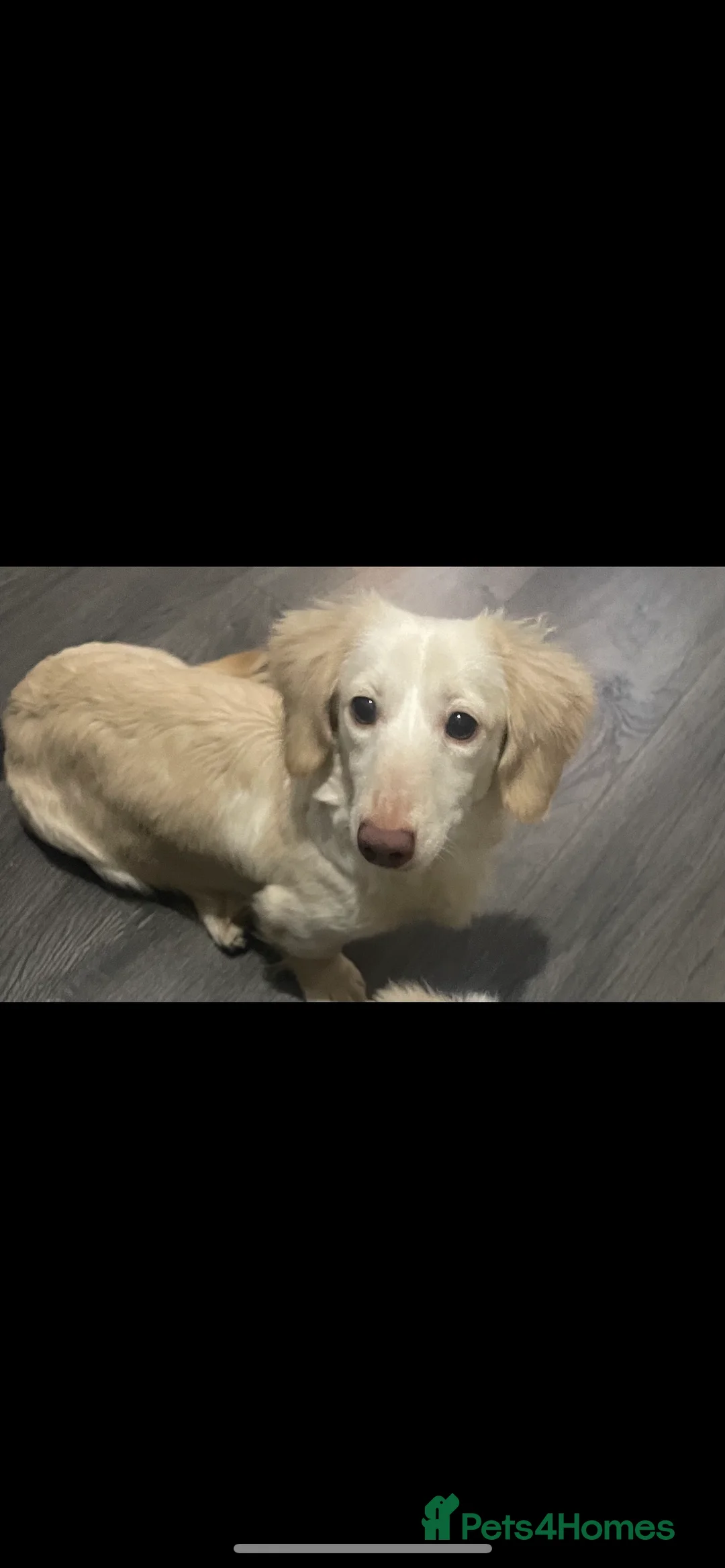 Miniature Dachshund dogs for sale: Longhaired mini creams  - Advert 2