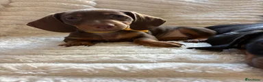 Miniature Dachshund 4