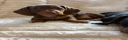 Miniature Dachshund dogs for sale: Beautiful litter of miniature dachshund pups - Advert 4