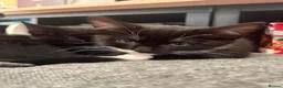 Mixed Breed cats for sale: LAST FEMALE TUXEDO AVAILABLE  - Advert 11