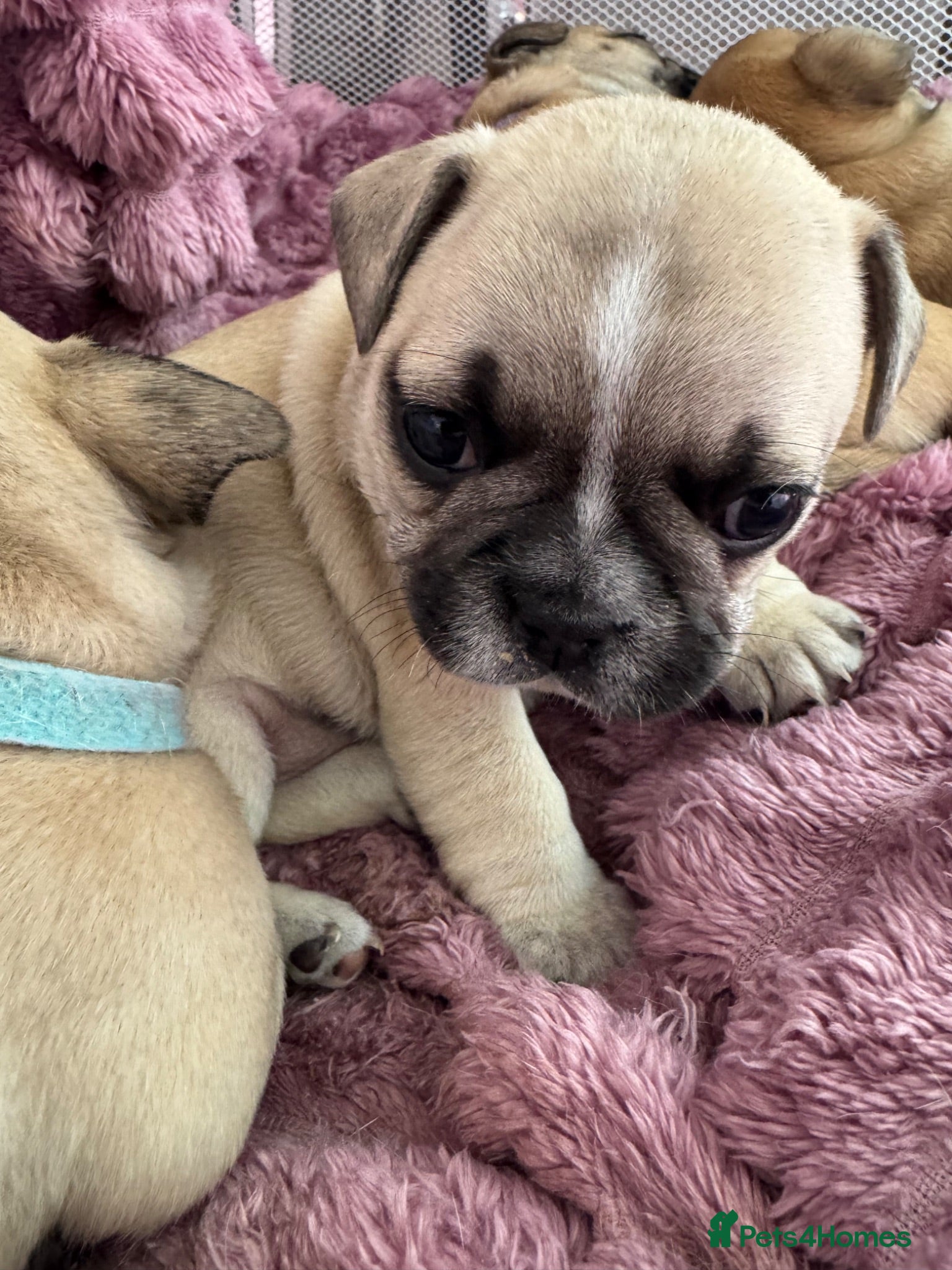 Mixed Breed dogs French bulldog puppies (mother full, dad half) - Advert 21