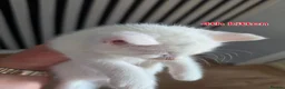 Mixed Breed cats for sale: 3 boys + 3 girls white kitten for sale - Advert 19