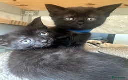 British Shorthair cats for sale: British shorthair kittens  - Image 7