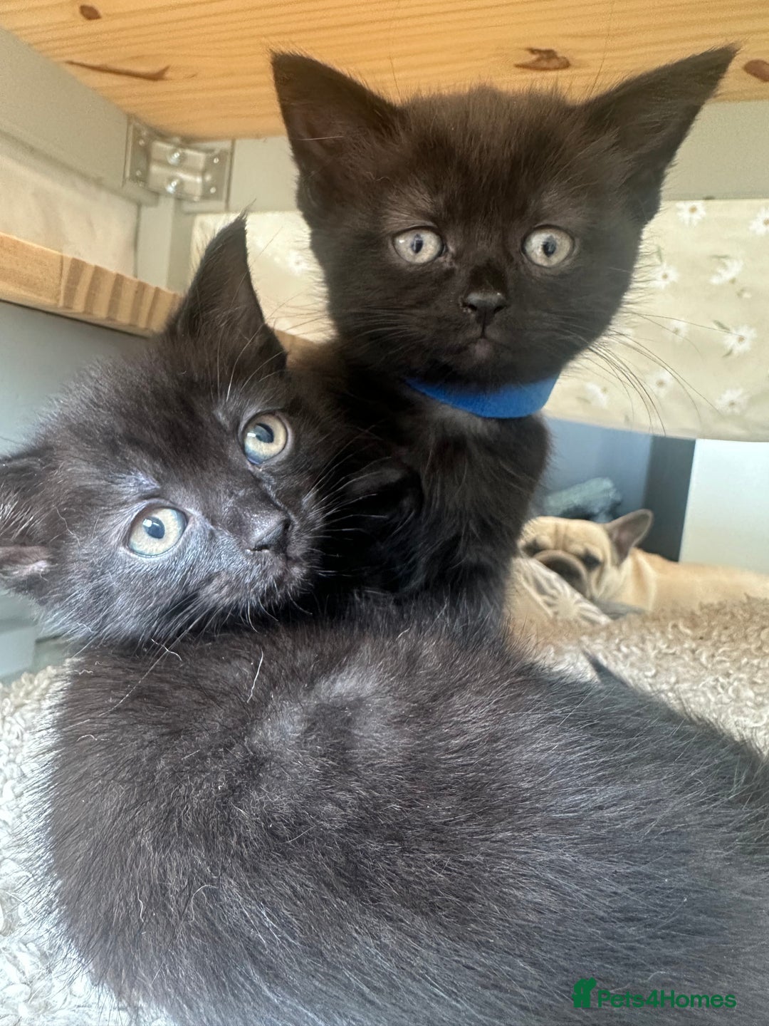 British Shorthair cats for sale: British shorthair kittens  - Image 7
