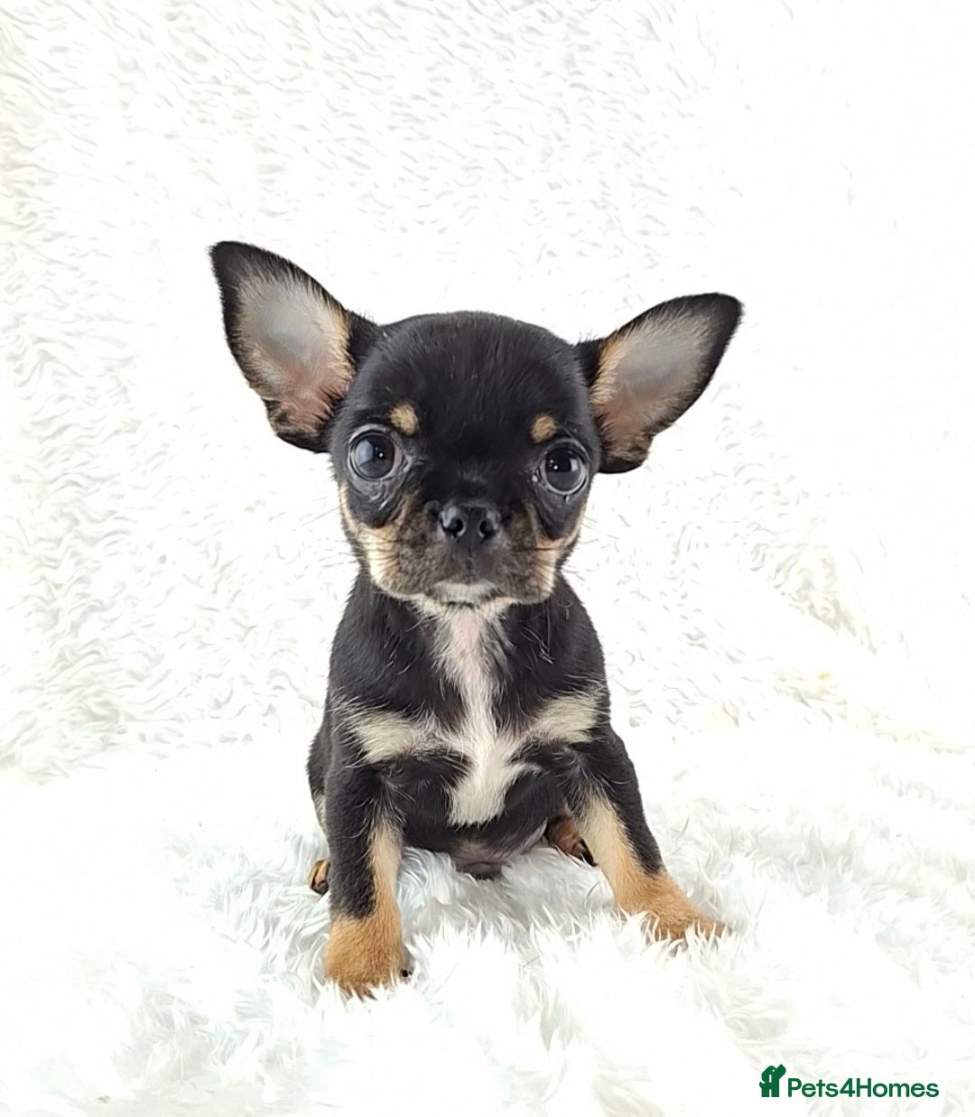 Chihuahua dogs Tiny Chihuahua Puppies  - Advert 2