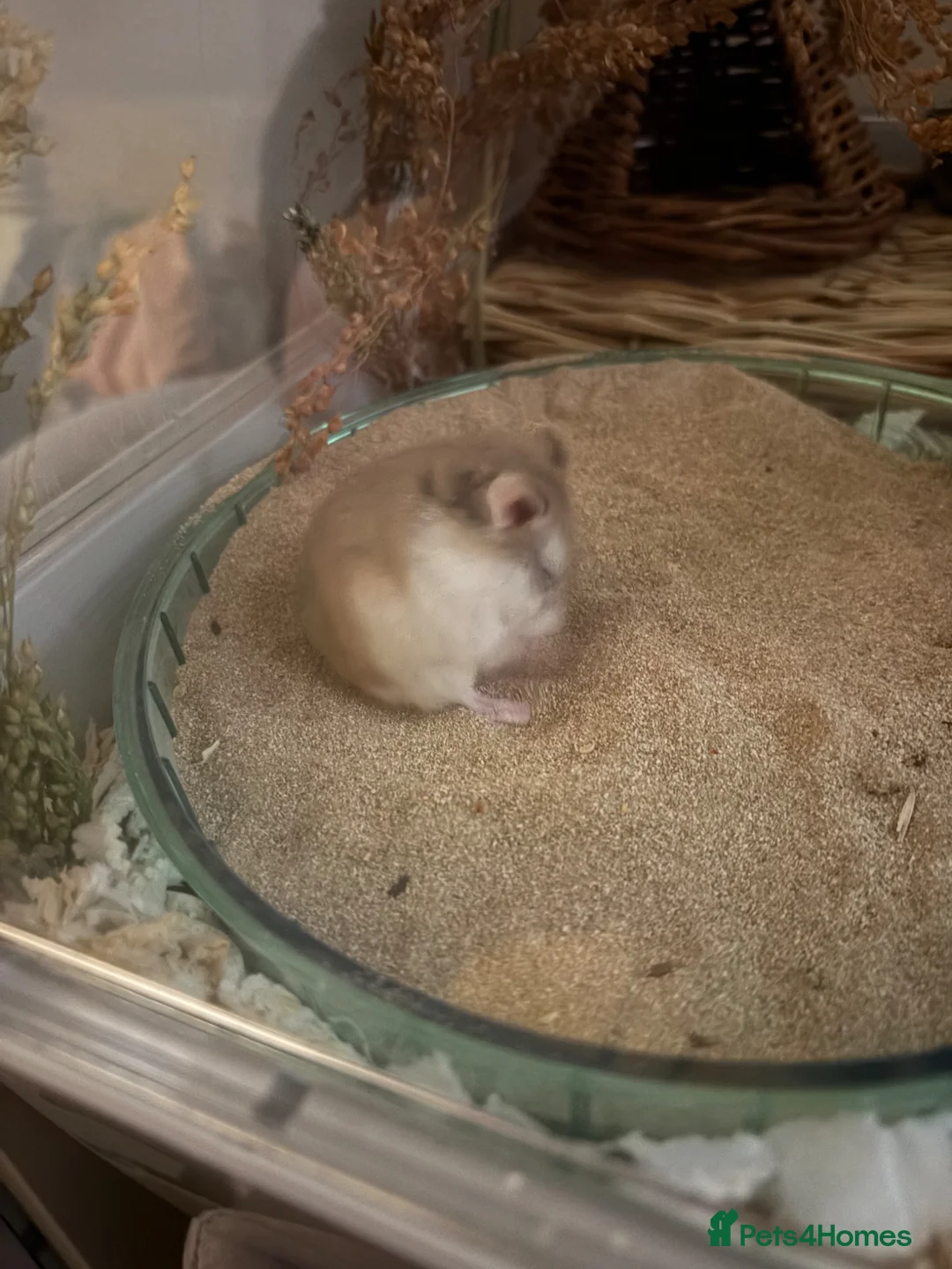 Hamster rodents for sale: Roborovski dwarf hamster  in Highbridge - Advert 4