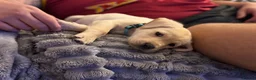 Labrador Retriever dogs for sale: Beautiful yellow Labrador Puppy - Oscar 💙 - Advert 13