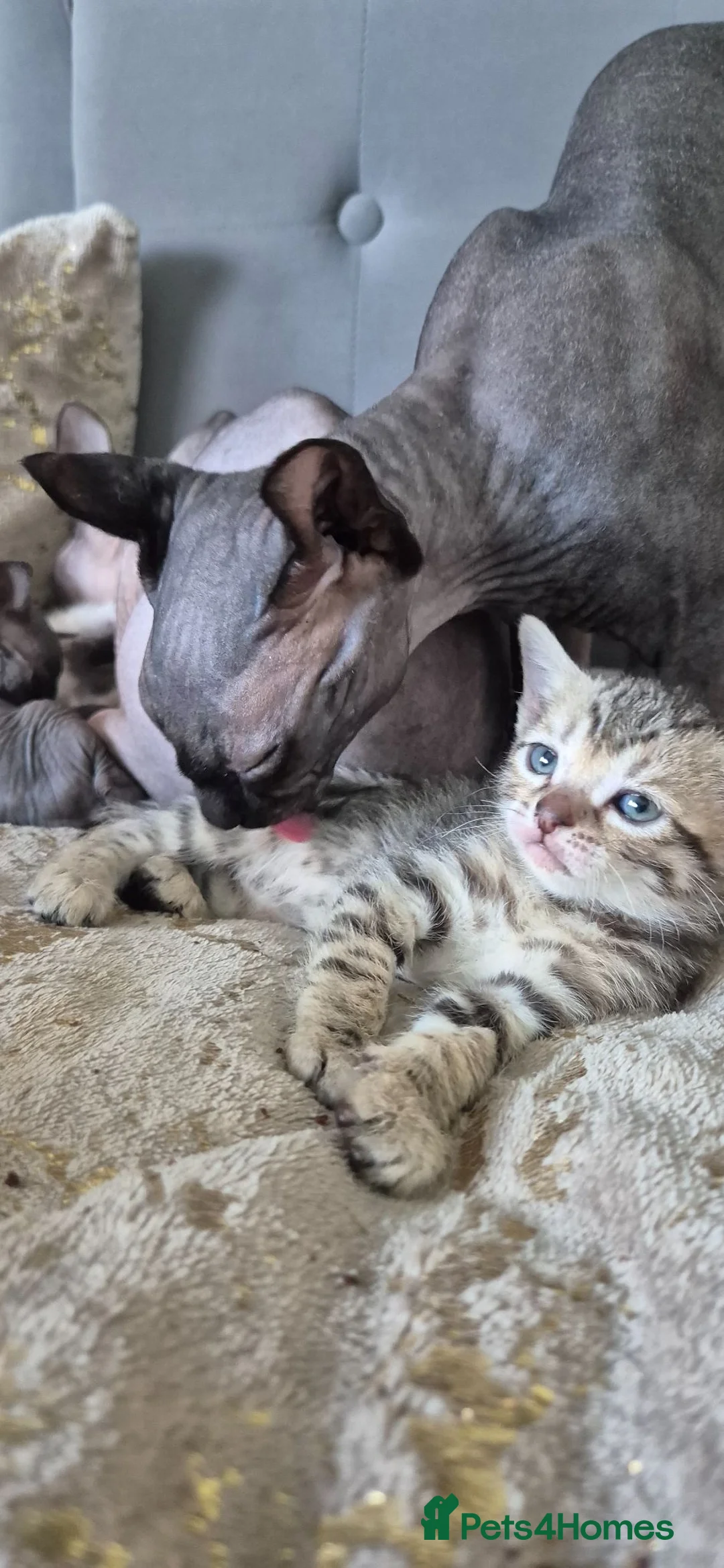 Mixed Breed cats for sale: Beautiful bengal - Advert 40