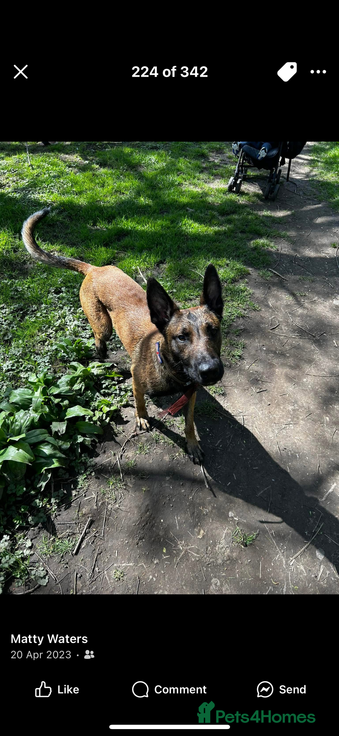 Belgian Shepherd Dog dogs for sale: Belgian Malinois Male Leeds - Advert 7