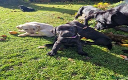 Labrador Retriever dogs for sale: **PEDIGREE, KC REGISTERED AND HIP SCORED** - Image 38