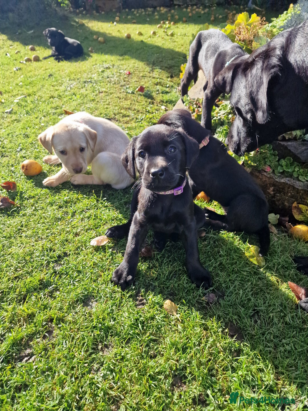 Labrador Retriever dogs for sale: **PEDIGREE, KC REGISTERED AND HIP SCORED** - Image 38