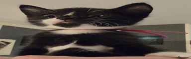 Dark pink collar 