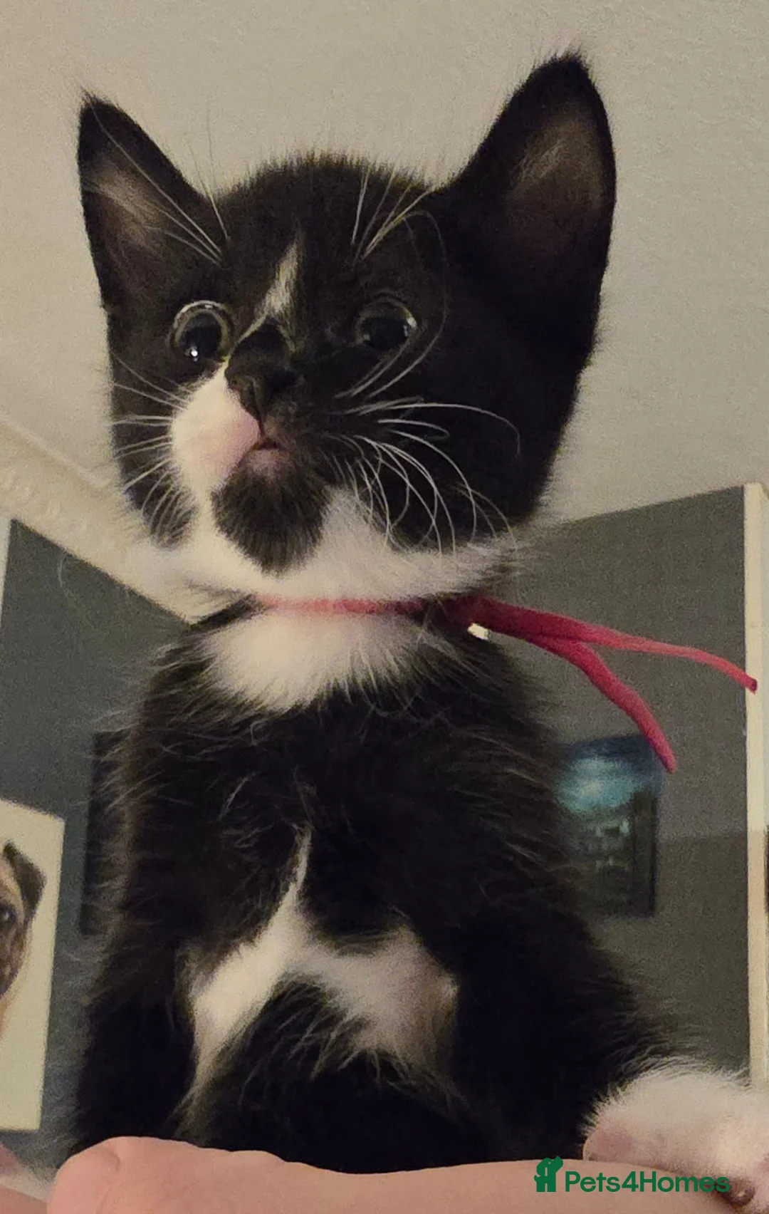 Mixed Breed cats for sale: 3 beautiful kittens in London - Advert 2