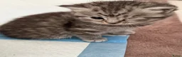 Mixed Breed cats for sale: Pure Scottish fold X Tabby - Advert 3