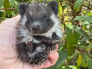 Pygmy Hedgehog rodents Split faced/full masked baby hedgehogs READY !! - Advert 6