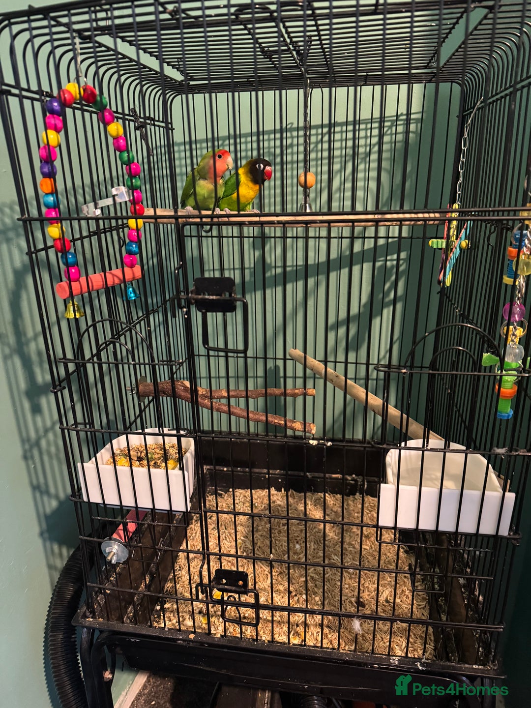 Canaries birds for sale: Canaries, budgies and love birds  - Advert 14