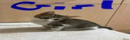 Mixed Breed cats for sale: Bengal cross kittens - Advert 9