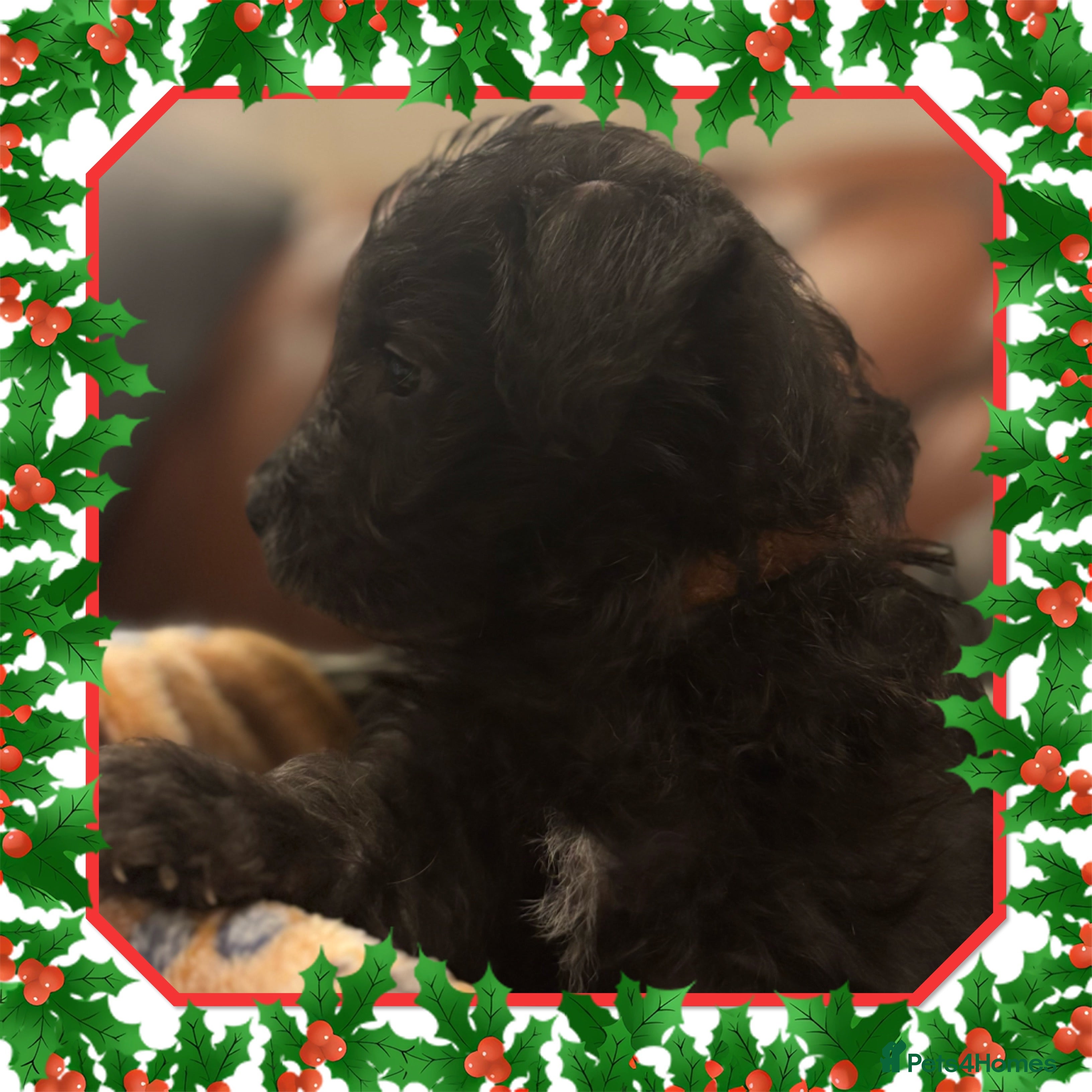 Westiepoo dogs Westiepoo puppies - Advert 3