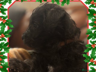 Westiepoo dogs Westiepoo puppies - Advert 16