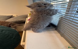 British Longhair cats for sale: British longhair ready for home in Watford - Image 18