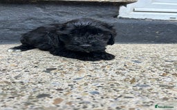 Cockapoo dogs for sale: BEAUTIFULL F1 COCKAPOO PUPPYS - Advert 11