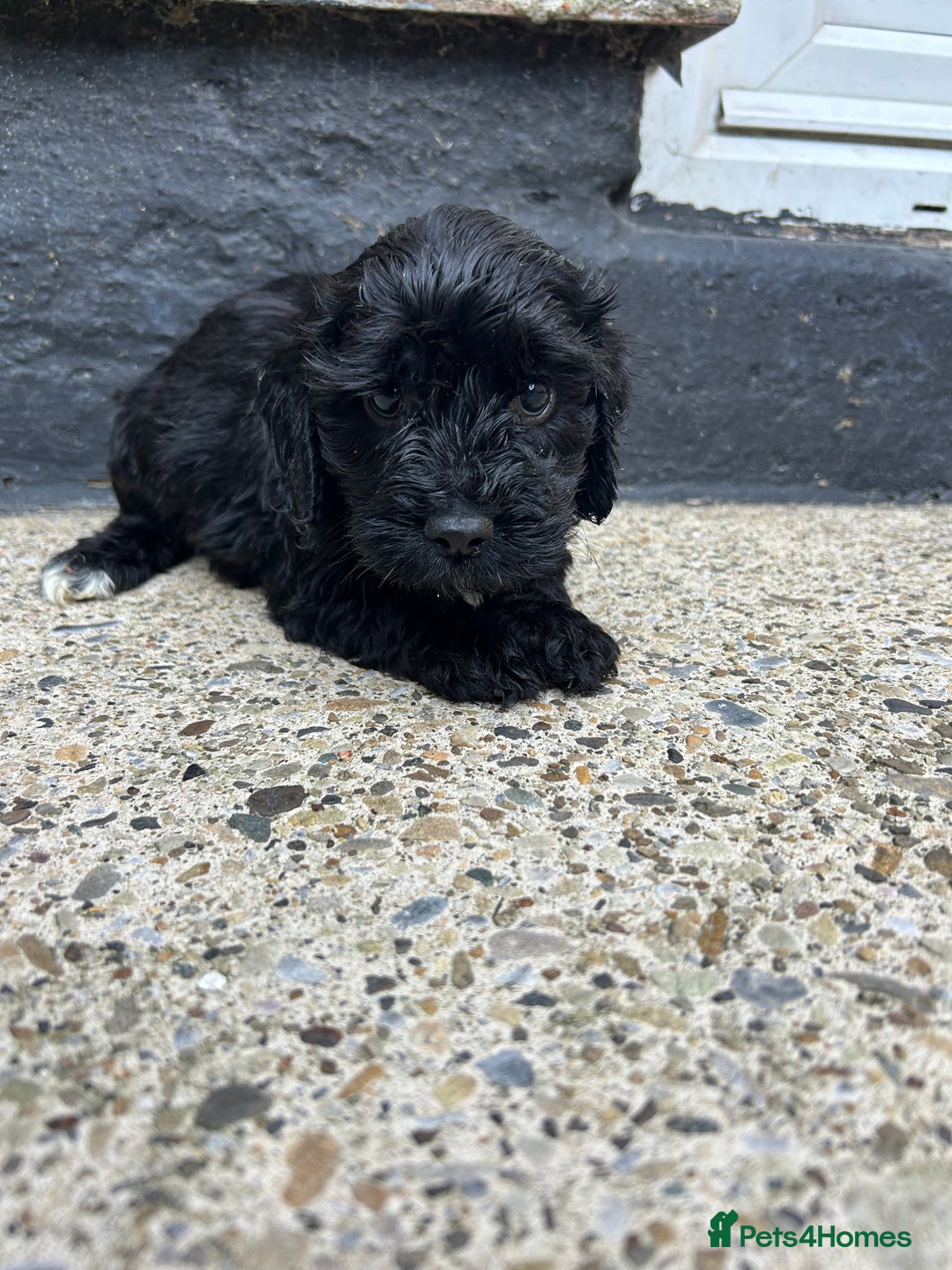 Cockapoo dogs for sale: BEAUTIFULL F1 COCKAPOO PUPPYS - Advert 11