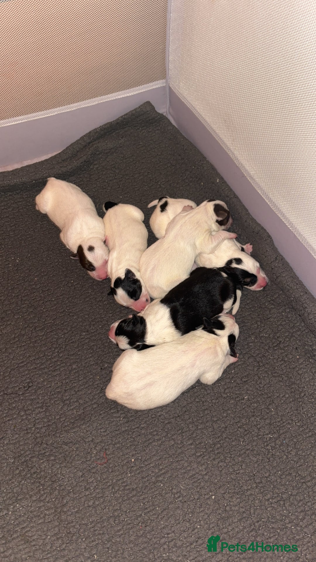 Border Collie dogs for sale: Border collie pups - Advert 4